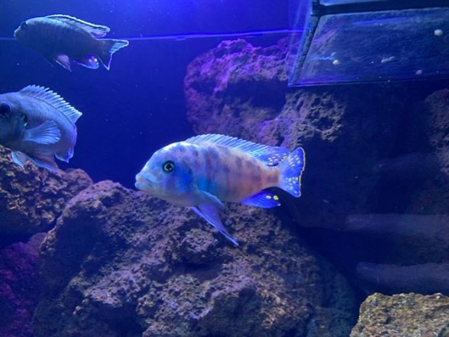 Maylandia zebra 'Same Bay'